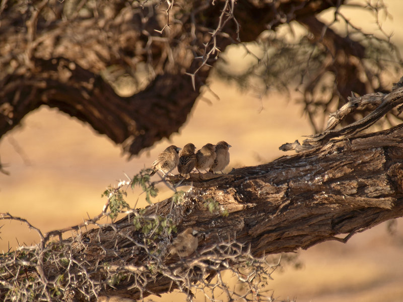 Weaver bird, Kalahari